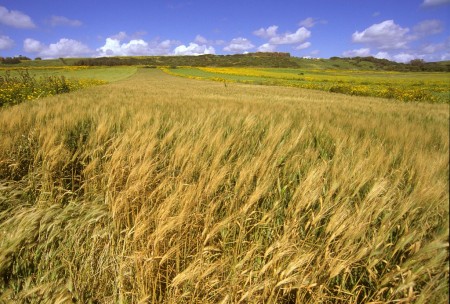 Azione di animazione territoriale destinata a promuovere la costituzione del distretto